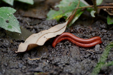 Millipedes millipede crawling on the stalk of grass. millipede. Millipedes coiled.