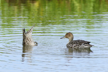 Anas acuta. Two wild ducks pintail close up
