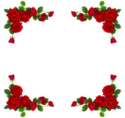 Frame of red roses (shrub rose) on a white background with space for text