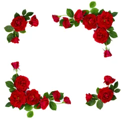 Papier Peint photo Lavable Roses Cadre de roses rouges (rosier arbustif) sur fond blanc avec un espace réservé au texte
