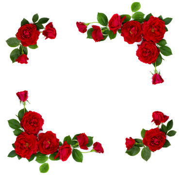 Fototapeta Frame of red roses (shrub rose) on a white background with space for text