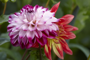 Dahlias