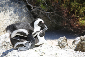 Mating Jackass Penguins (Spheniscus demersus) at Boulders Beach. Simon's Town. South Africa