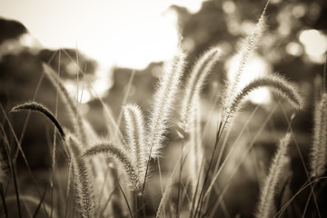 Fountain grass or Feather grass close up ,sepia vintage tone