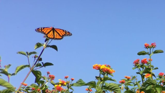 4K HD video of a Monarch butterfly, also known as milkweed butterfly, landing on orange lantana flowers and drinking nectar, The Monarch butterfly is considered an iconic pollinator species