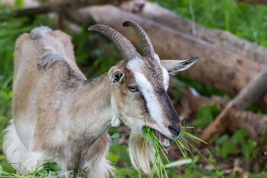 Adult village goat