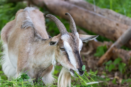 Adult village goat