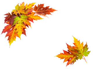 Frame of beautiful autumnal maple leaves on white background with space for text