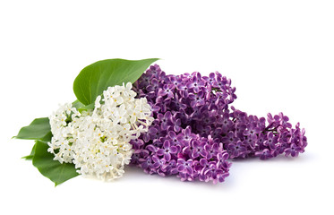 Bouquet of flowers lilac different colors on a white background with space for text.