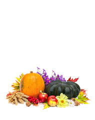Arrangement of thanksgiving. Pumpkins, apples, wheat, walnuts, of maple leafs and flowers on white background with space for text