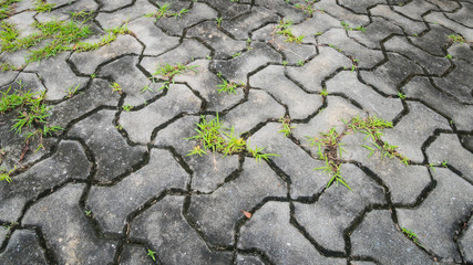  Flooring worm texture background