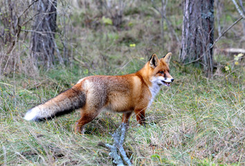 red fox on the hunting