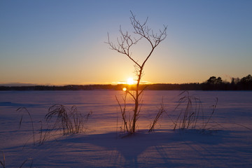 A silhouette of a tree in the sunset. It looks like a grasshopper in the snow. Image taken during sunset on a winter day. 