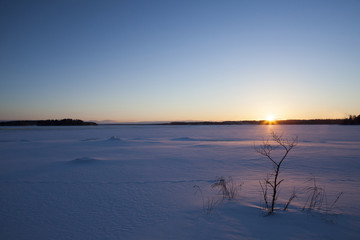 A silhouette of a grass in the sunset. It looks like a grasshopper in the snow. Image taken during sunset on a winter day. 