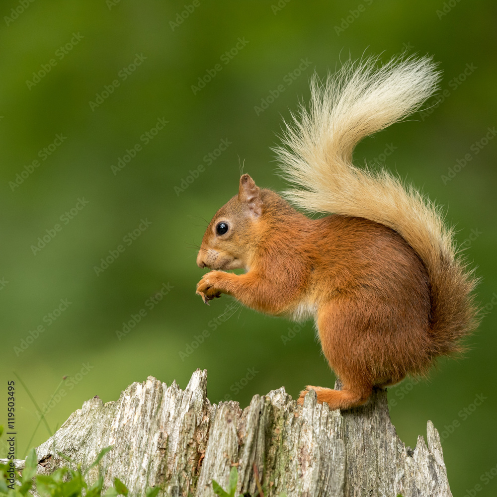 Canvas Prints red squirrel perched on a tree stump eating a nut with a green background.