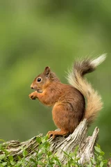 Plexiglas foto achterwand Rode eekhoorn zat op een boomstronk en eet een noot met een groene achtergrond. © L Galbraith