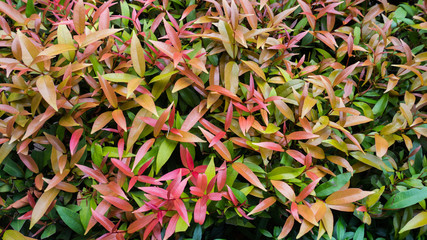 Codiaeum variegatium or croton background.