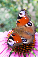 Peacock butterfly, on flower rudbeckia.
