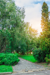 Green park tree outdoor