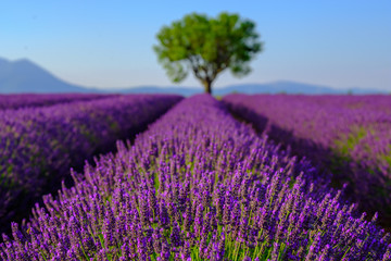 Fototapeta na wymiar Lavender field at plateau Valensole, Provence, France. Focus to foreground