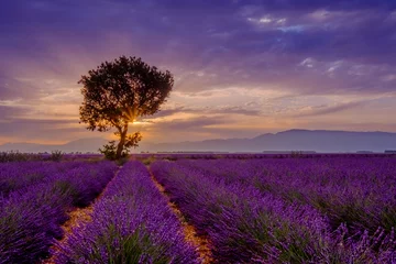 Foto op Plexiglas Platteland Boom in lavendelveld bij zonsopgang in de Provence, Frankrijk