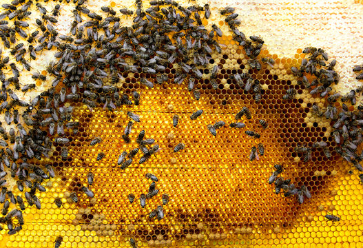 Bees (Apis mellifera) with queen bee on honeycomb with of honey and pollen