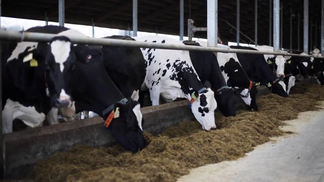 herd of cows eating hay in cowshed on dairy farm