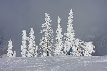 Trees in the snow