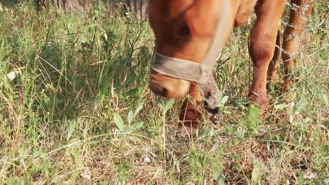 Cow Grazing In The Field