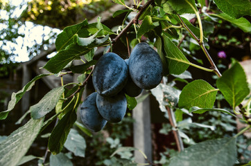 Branch with ripe large purple plums in the garden near the house