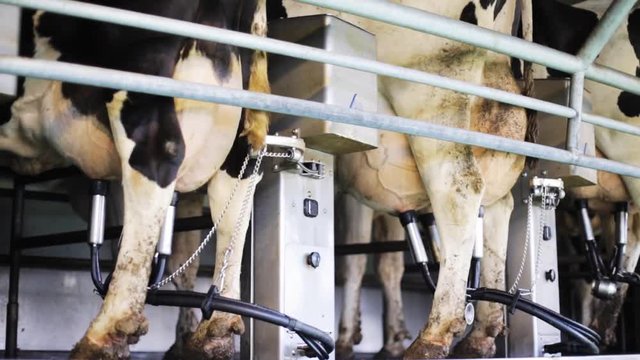 cows udder milking with breast on dairy farm