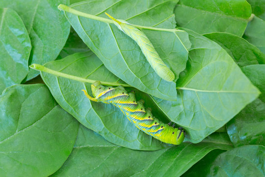 Closeup of young and adult green Caterpillar of death's head hawkmoth on green leaves