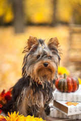 Little dog in autumn park