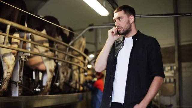 man calling on cellphone and cows at dairy farm