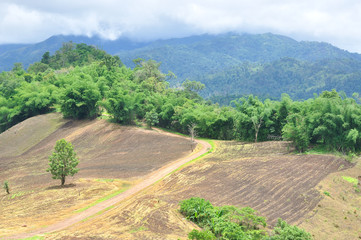 Landscape of agricultural field with mountain, Agriculture scene, Forest destruction, Thailand - 119507058