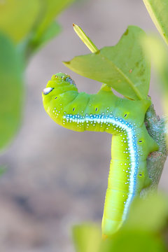 Caterpillars that eat leaves .