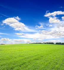 Green field of young wheat in early summer on the background blue sky with clouds