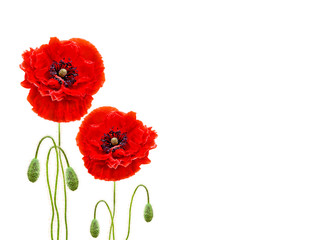 Red poppies (common names: common poppy, corn poppy, corn rose, field poppy, Flanders poppy, red poppy, red weed, coquelicot) on white background with space for text.