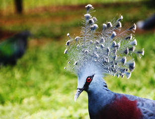 Western crowned pigeon (common crowned pigeon or blue crowned pigeon)