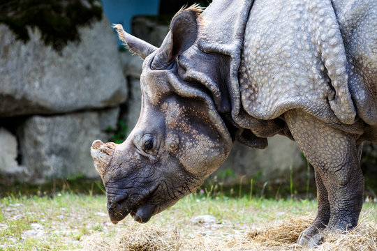 Nashorn - Perissodactyla - Rhinocerotidae