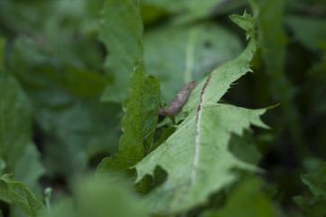 slug crawling on a green leaf