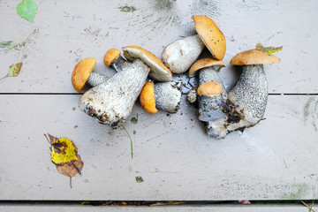 mushroom orange-cap boletus