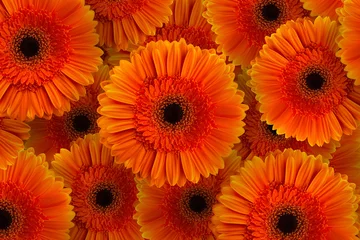 Washable wall murals Gerbera Orange gerbera with stem isolated on black background