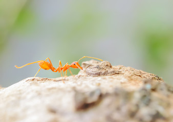 red ant