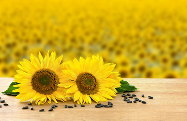 Flowers and seed of sunflower on wooden table on background blossoming field of sunflowers