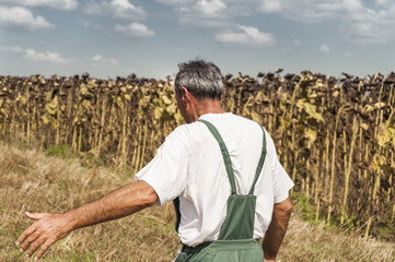 Sunflower on harvesting time
