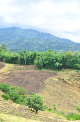 Fototapeta na wymiar Landscape of agricultural field with mountain, Agriculture scene, Forest destruction, Thailand