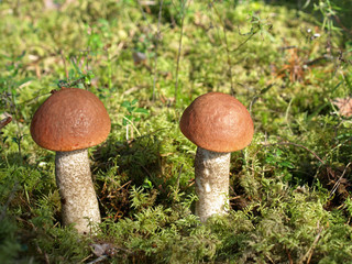 Two boletes growing in the forest