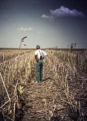Sunflower on harvesting time