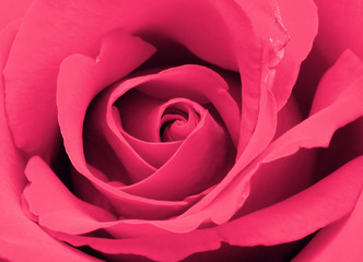 Fototapeta na wymiar Pink Blossom of a Rose